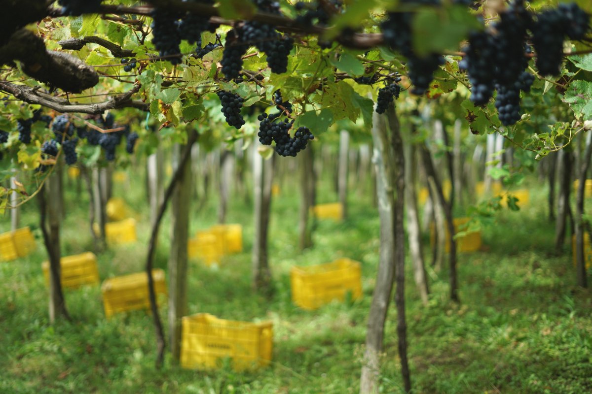 Uvas Hondarrabi Zuri y Beltza cultivadas en emparrado, acariciadas por la brisa marina. Izar-Leku, un espumoso fresco y mineral con la acidez característica de los txakolís.
🔗 wine-merchant.com/Izar-Leku
#espumoso #sparklingwine #gipuzkoa #zarautz #getaria #txakoli #vino #wine