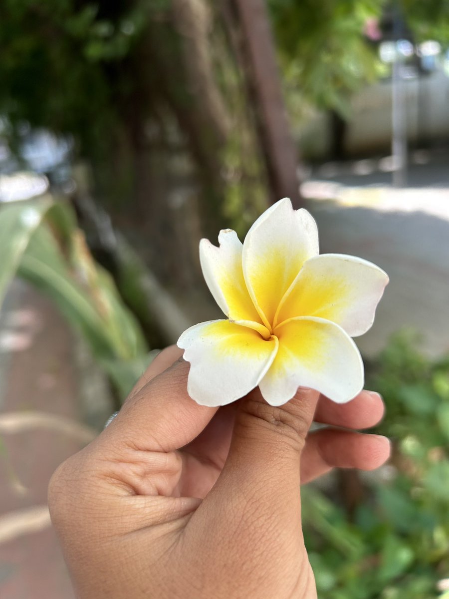 _DivYa13's tweet image. At the end it’s all about blooming, no matter how the conditions are..!! 
#backtoX