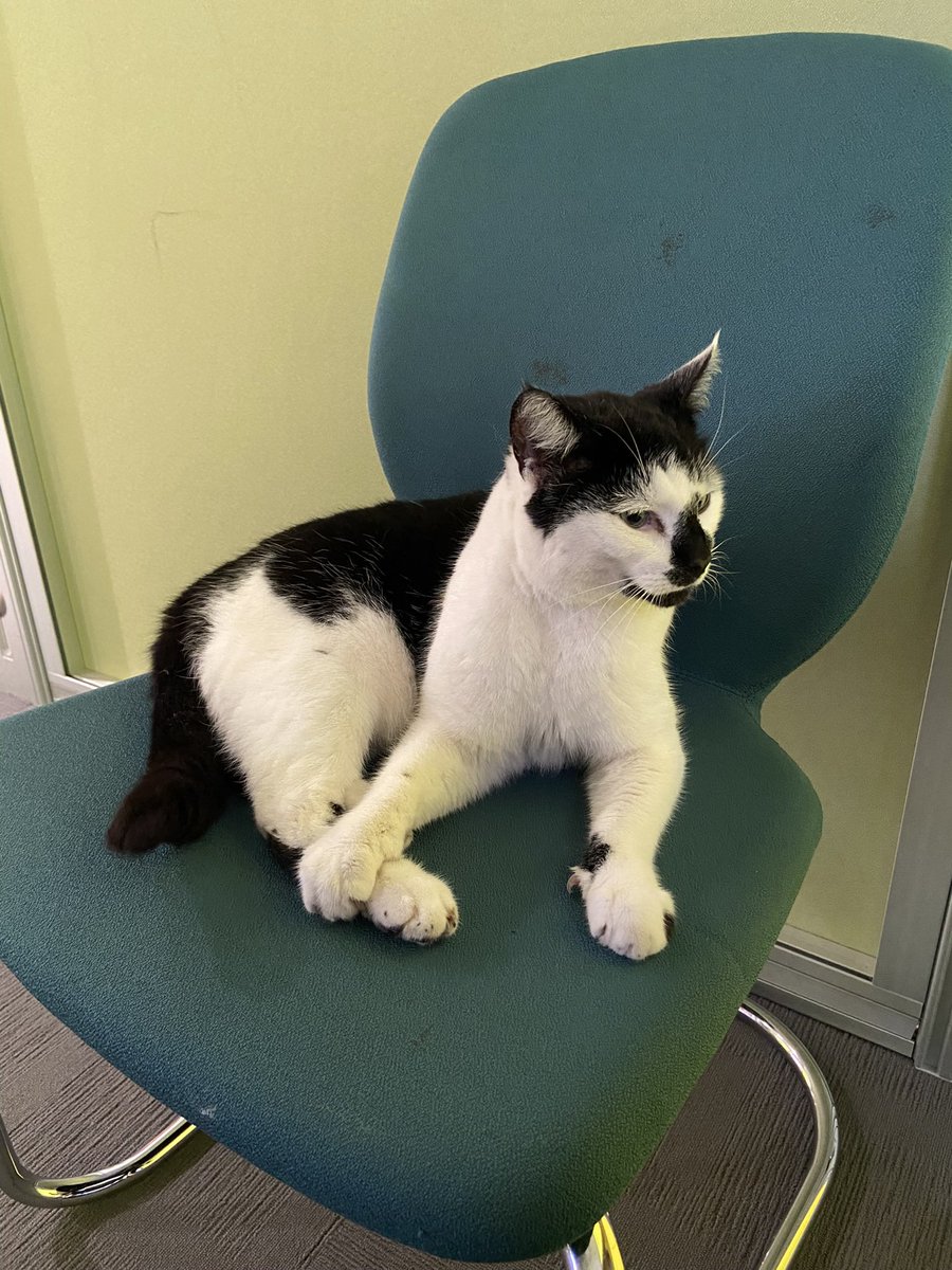 Someone came to my office hour this morning 😻 <a href="/essex_cat/">Essex Campus Cat</a>