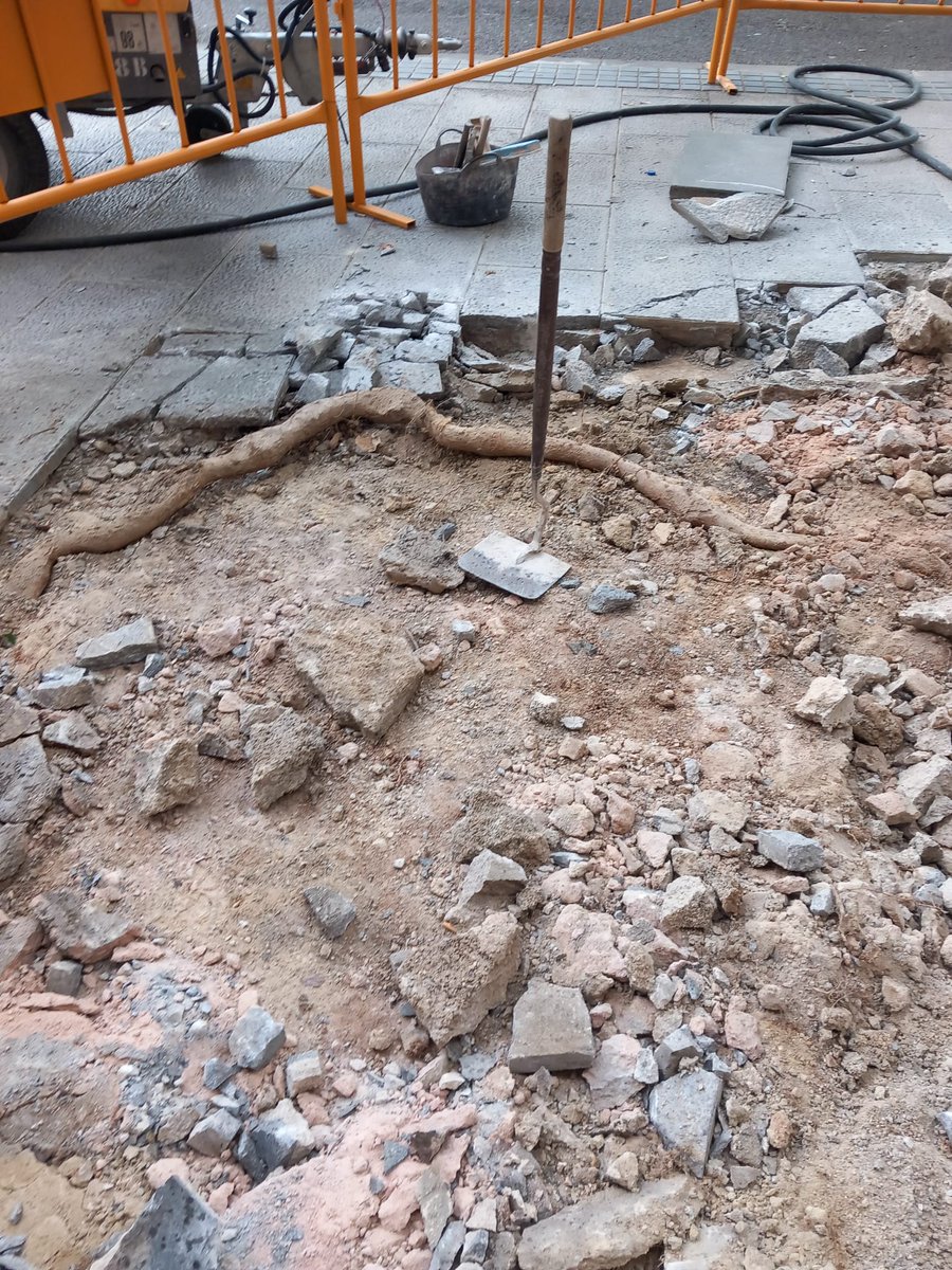 arbopalm's tweet photo. ¿Por dónde van las raíces de un árbol en la ciudad? Por cualquier suelo que contenga agua y aire. 
Para evitar su presencia indeseada, un buen volumen de suelo en la plantación es imprescindible, acompañado de obra civil de calidad.
Previsión es la palabra clave.
Y...presupuesto https://t.co/Tn1oor9YGr