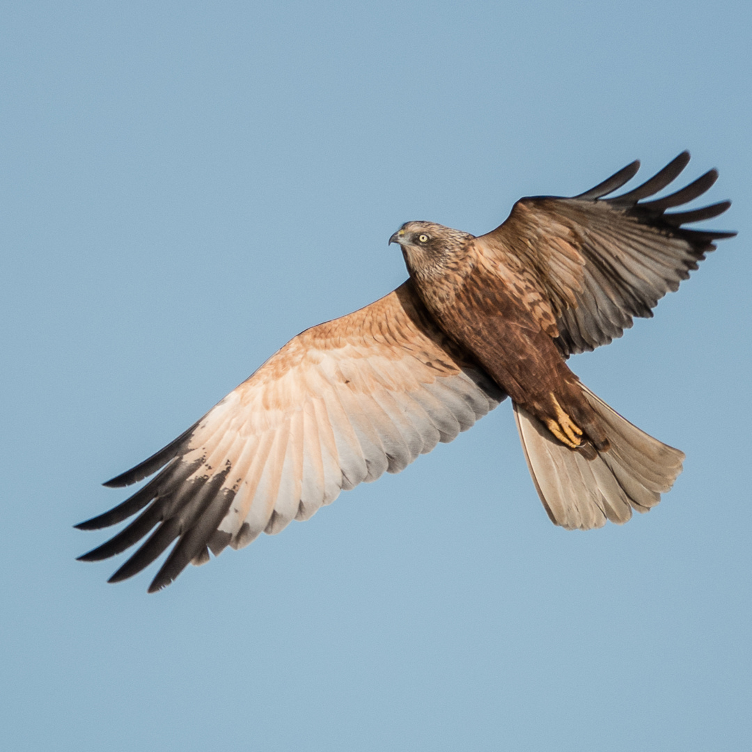 A Marsh Harrier was out hunting this morning, soaring over the pits behind Watch Cottage. In 1971 there was only one nesting female left in the country - thankfully through conservation efforts, there are now more than 600 pairs. 📷 Jeff Penfold #discoverryeharbour #visit1066