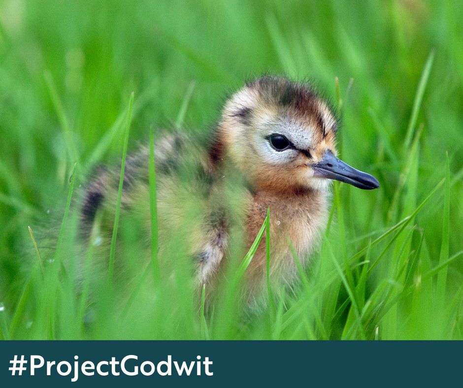 Project Godwit improved over 1,000 ha of wetland & installed pumps & scrapes - shallow seasonal pools of water. This provides homes for invertebrates, which chicks need to survive. Breeding pairs have now increased by 39% 😀 @WWTworldwide 📷 Will Meinderts (FLPA)