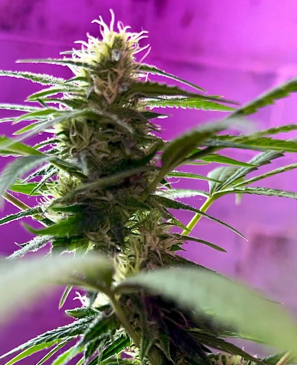 BloomsAndBudsNY's tweet photo. Almost there baby girL🤩
~3wks to peak maturity &amp; cloudy➡️amber trichomes to
harvest for💪euphoric #buds!

👇 Totes wld’ve killed this crop❕☠️
🌧️🦠🌬️🥶🚫🔆➡️🥴💀

#AlohaLimone NEEDS her 12hrs 💤sleep &amp; MORE..🧑‍🔬&amp; I got it ALL! 🙌💃🌿💨

#Cannabis #CannabisCommunity #NYC #Sativa https://t.co/xWe8lrJ01v