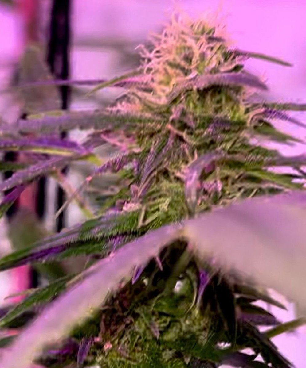BloomsAndBudsNY's tweet photo. Almost there baby girL🤩
~3wks to peak maturity &amp; cloudy➡️amber trichomes to
harvest for💪euphoric #buds!

👇 Totes wld’ve killed this crop❕☠️
🌧️🦠🌬️🥶🚫🔆➡️🥴💀

#AlohaLimone NEEDS her 12hrs 💤sleep &amp; MORE..🧑‍🔬&amp; I got it ALL! 🙌💃🌿💨

#Cannabis #CannabisCommunity #NYC #Sativa https://t.co/xWe8lrJ01v