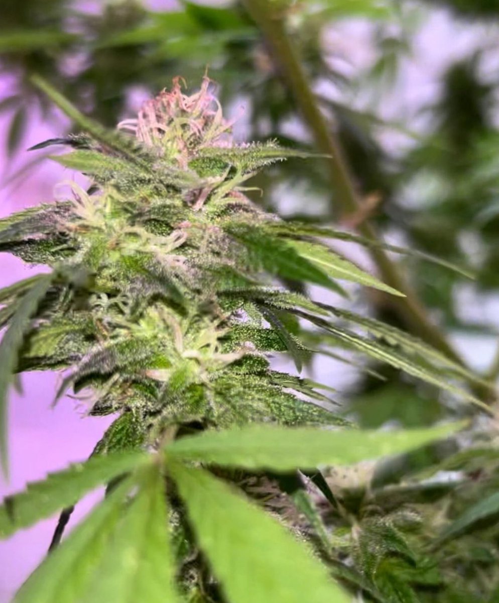BloomsAndBudsNY's tweet photo. Almost there baby girL🤩
~3wks to peak maturity &amp; cloudy➡️amber trichomes to
harvest for💪euphoric #buds!

👇 Totes wld’ve killed this crop❕☠️
🌧️🦠🌬️🥶🚫🔆➡️🥴💀

#AlohaLimone NEEDS her 12hrs 💤sleep &amp; MORE..🧑‍🔬&amp; I got it ALL! 🙌💃🌿💨

#Cannabis #CannabisCommunity #NYC #Sativa https://t.co/xWe8lrJ01v