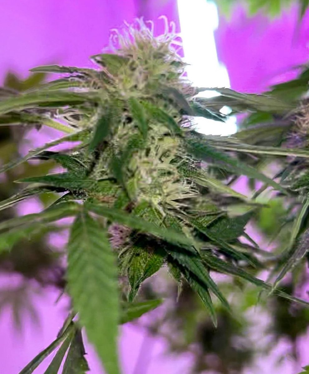 BloomsAndBudsNY's tweet photo. Almost there baby girL🤩
~3wks to peak maturity &amp; cloudy➡️amber trichomes to
harvest for💪euphoric #buds!

👇 Totes wld’ve killed this crop❕☠️
🌧️🦠🌬️🥶🚫🔆➡️🥴💀

#AlohaLimone NEEDS her 12hrs 💤sleep &amp; MORE..🧑‍🔬&amp; I got it ALL! 🙌💃🌿💨

#Cannabis #CannabisCommunity #NYC #Sativa https://t.co/xWe8lrJ01v