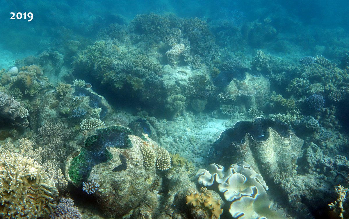 Coral Sea Foundation tweet media