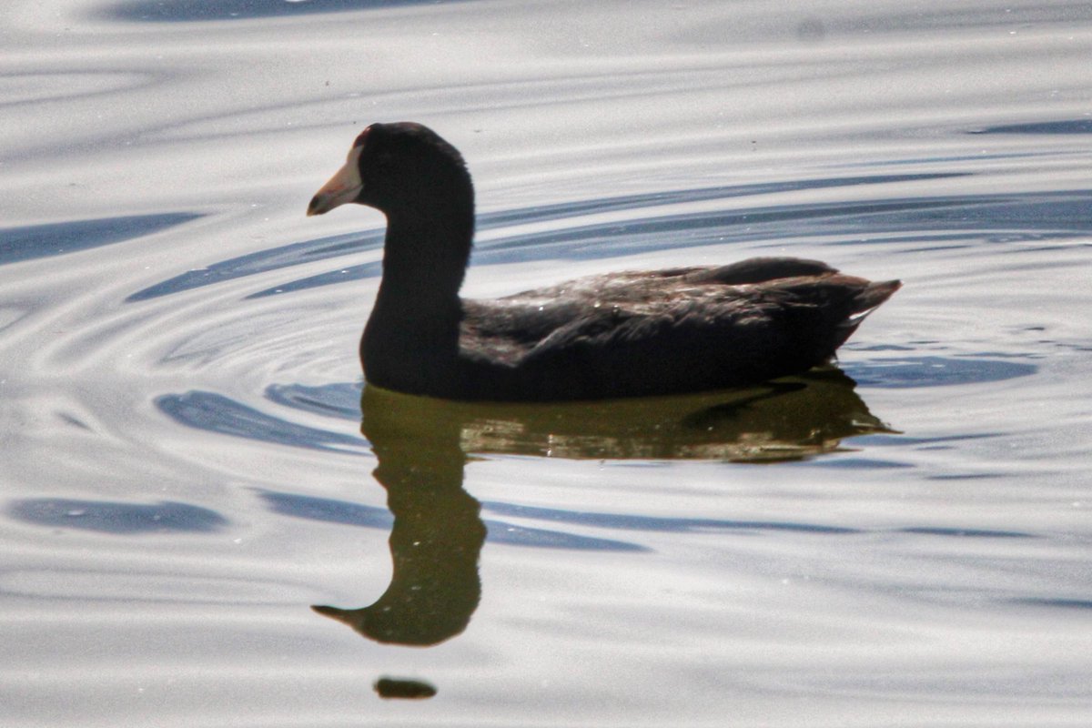 American Coots. That is all. #ArizonaBirds