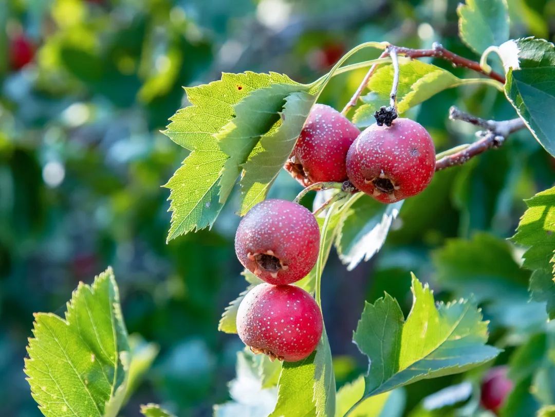 MeiRencheng's tweet image. #Autumn has arrived in #Nishan Sacred Land, #Jining, and the yellow and red leaves on trees have formed a vivid landscape that takes one's breath away. Slow down, calm your heart and admire these views! #TravelInJining