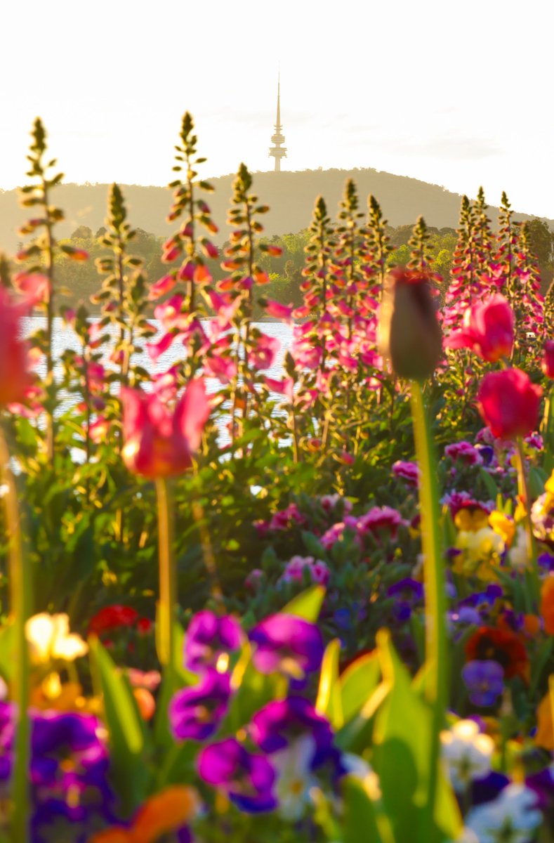 Hello Weekend 

😍😍
.
.
.
#sunset #lakeburleygriffin #telstratower #canberra #lakeburleygriffin #tulips #flowerfestival @Australia @visitcanberra @Telstra @floriadeaust