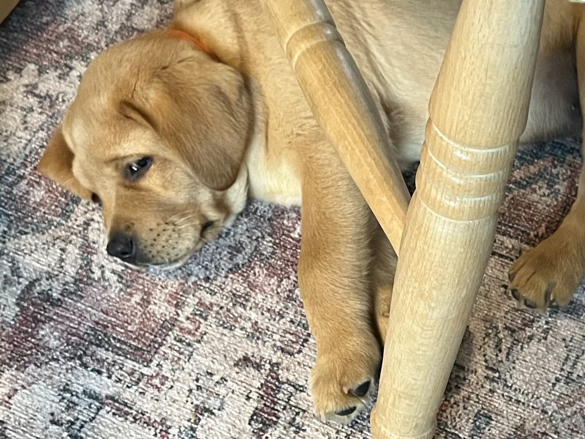 Suzie Wilde tweet media