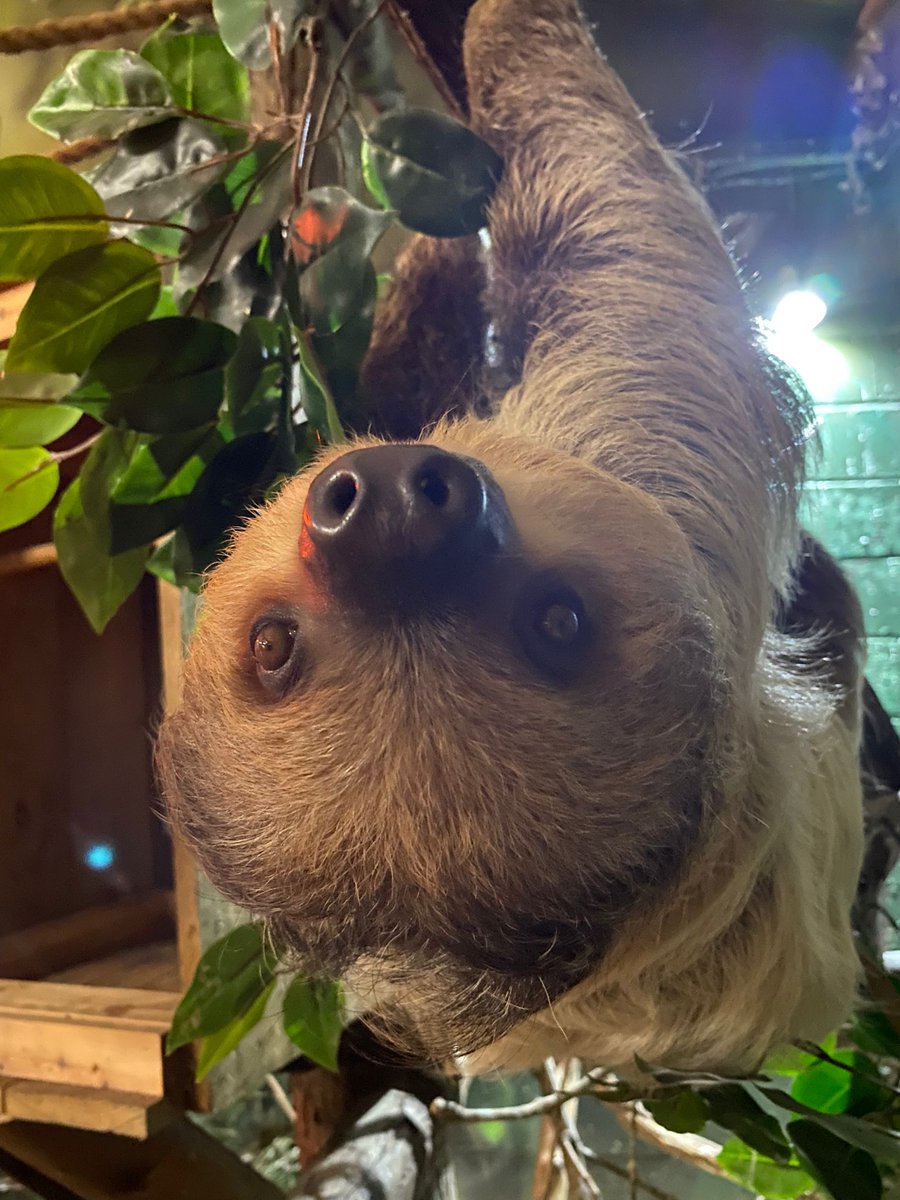 Happy #InternationalSlothDay everyone! A day to celebrate these adorable, fluffy friends of ours?! It’s a 'yes' from us! 🦥🥰 #tropicaltrails #slothforest #sloth #slothday