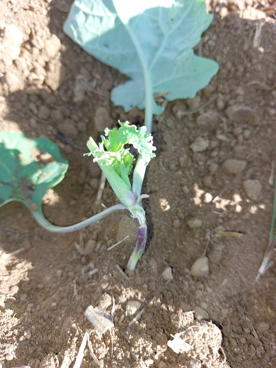 Atenció aquesta tardor amb la presència de #Hellula undalis i #Agriotes sp a camps de #colza zona Gironès i Selva. N’heu vist per alguna altra comarca??