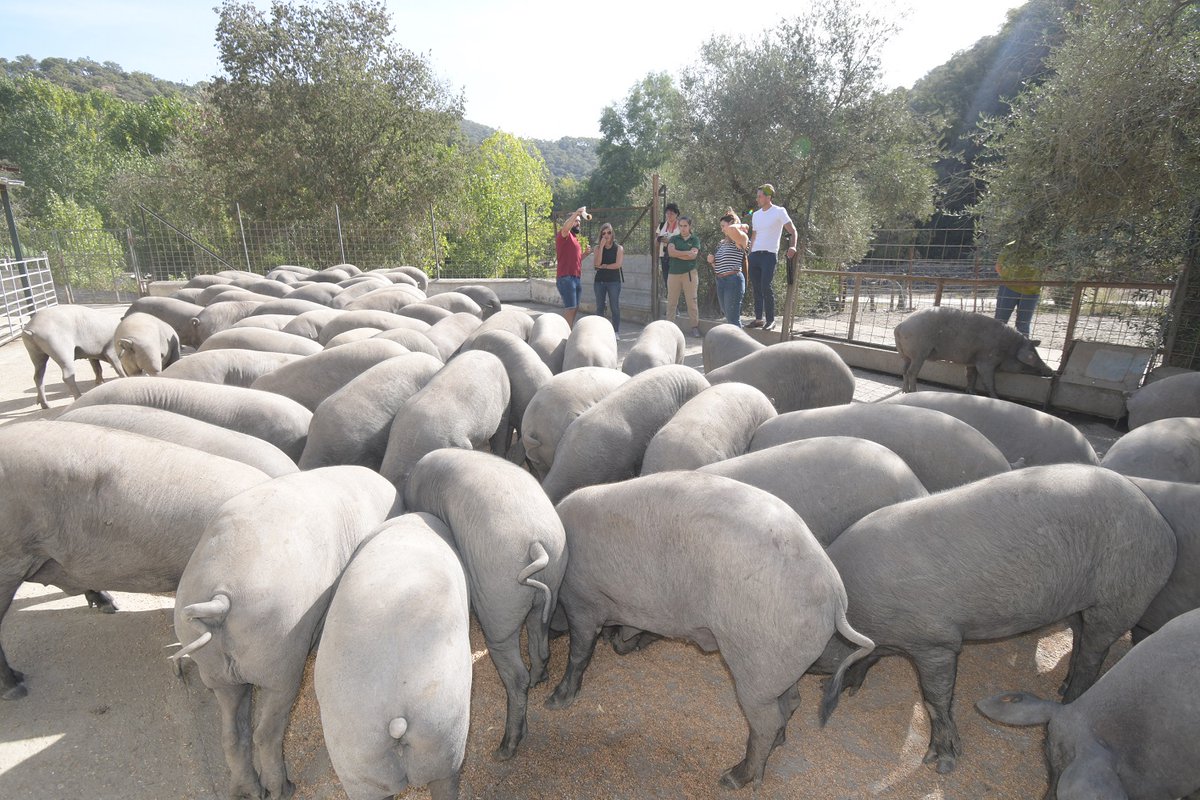 Iberotour, una nueva forma de conocer el cerdo ibérico: la empresa Ibéricos LanGenal organiza rutas guiadas en el Valle del Genal con degustaciones de productos en su finca de 340 hectáreas. Este servicio se puso en marcha hace un año y está teniendo un excelente resultado.