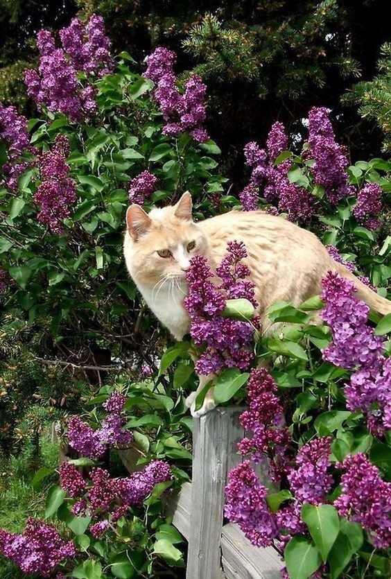 🌿🌼🧺 (@peacozy) on Twitter photo 