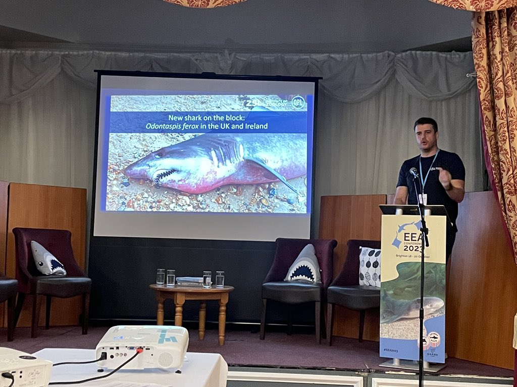 SaltwaterlifeUK's tweet image. Opening topic of the last day of #EEA2023 : Elasmo Stranding Events fascinating talks by @strandings_man about CSIP 
James Barnett discusses the Greenland Shark necropsy &amp;amp; the discovery of meningitis 
@DavidCurnick presents info on the small-tooth sandtiger shark strandings