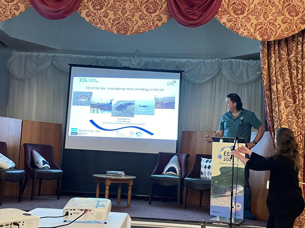 SaltwaterlifeUK's tweet image. Opening topic of the last day of #EEA2023 : Elasmo Stranding Events fascinating talks by @strandings_man about CSIP 
James Barnett discusses the Greenland Shark necropsy &amp;amp; the discovery of meningitis 
@DavidCurnick presents info on the small-tooth sandtiger shark strandings