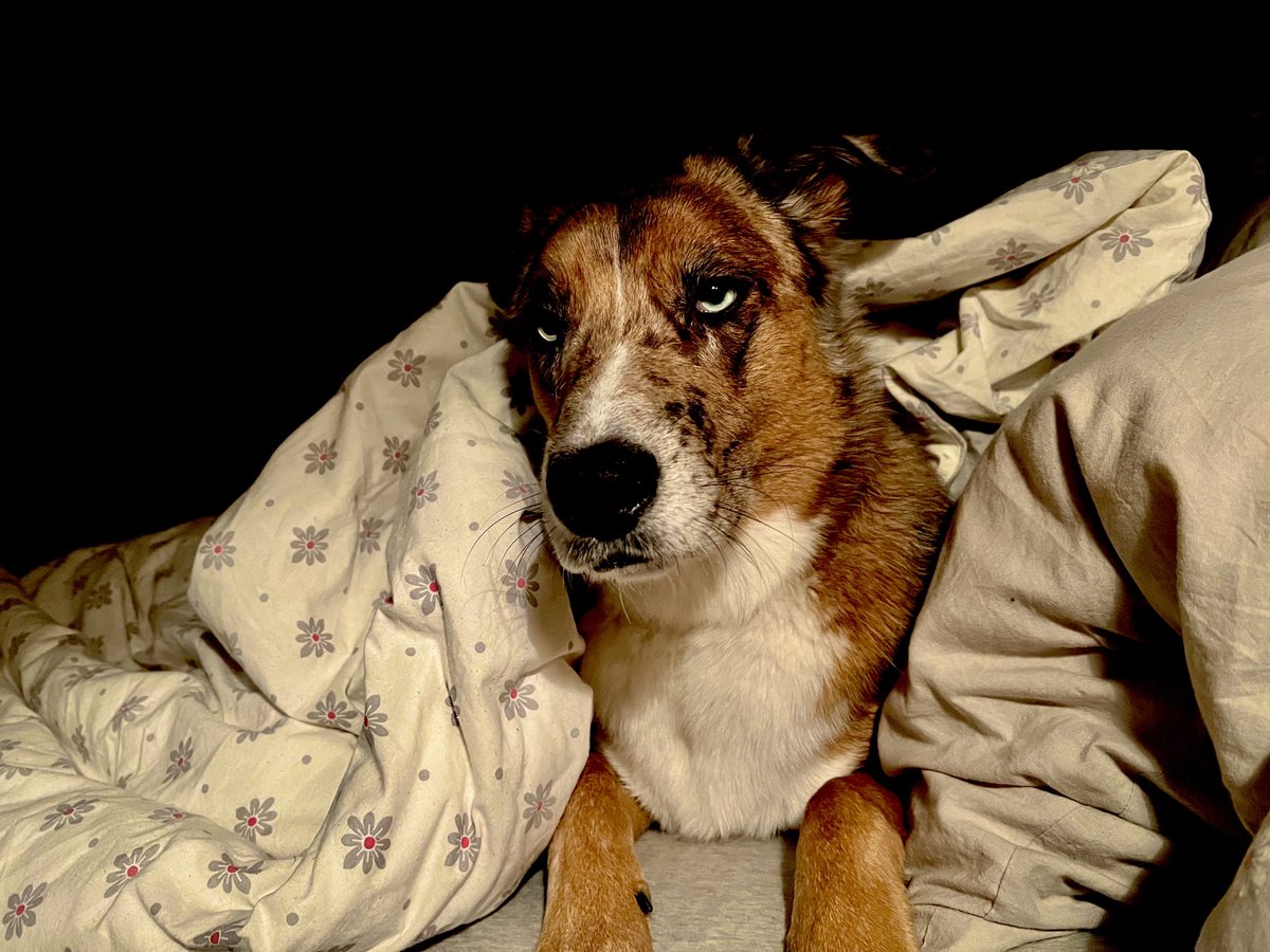 edgar dehli tweet media