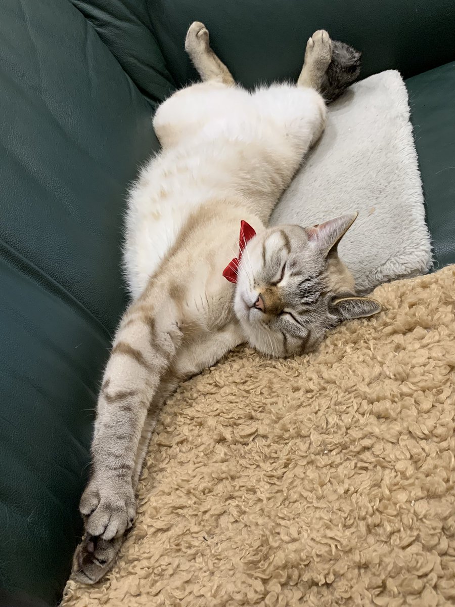 BlackRose4627's tweet photo. 珍しい寝方をしているモニさん😸
#猫 #ネコ #cat #シャムトラ #pointedcat #lynxpoint #siamesecat #siammix #siamesetabby https://t.co/ZJqR5BdgEo