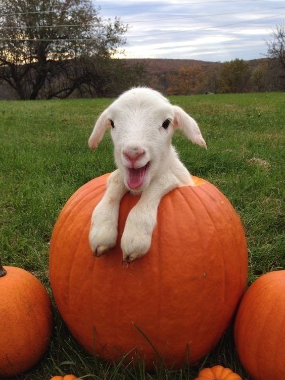 Sheep + Pumpkin 🎃🐑✨