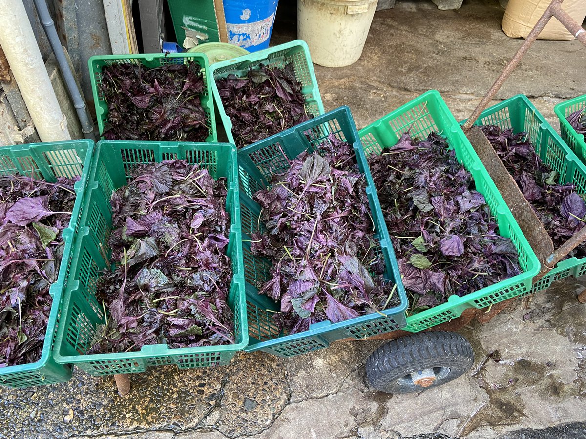 MadForMaple's tweet photo. Some #delicious purple shiso outside a veggie shop in Tanimachi in #Osala #Japan this past summer! #food #travel #JapaneseFood 😀 https://t.co/j1xKHZ1jKg