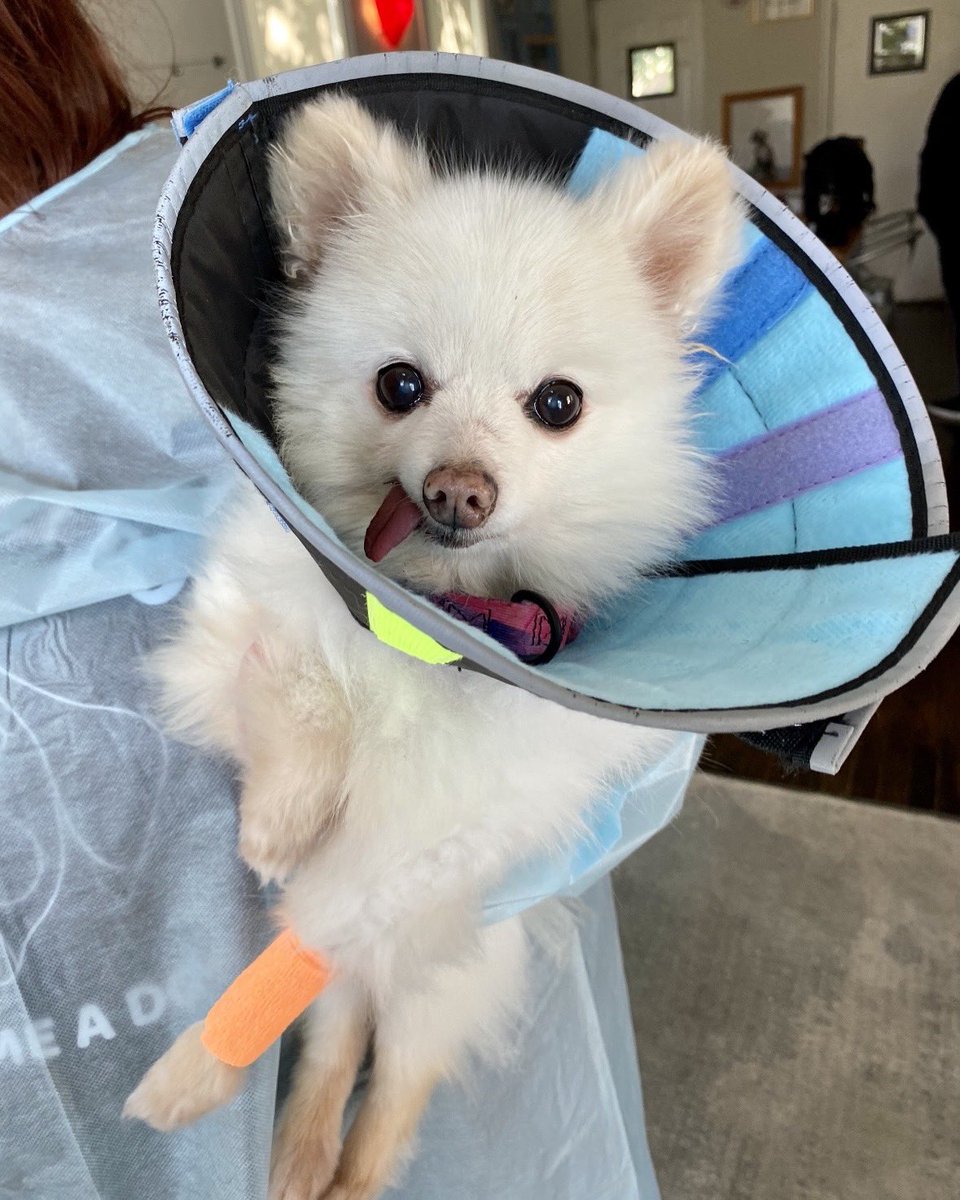 dog_rates's tweet photo. This is Pixie. She's a 16-year-old super senior who's never been to the vet in her life. Unfortunately, this left her with severe dental disease and various medical issues. She needs oral surgery to live a pain free retirement. You can help her below ��️‍��
https://t.co/jyeNRxPSJu https://t.co/Phx51N0u7v