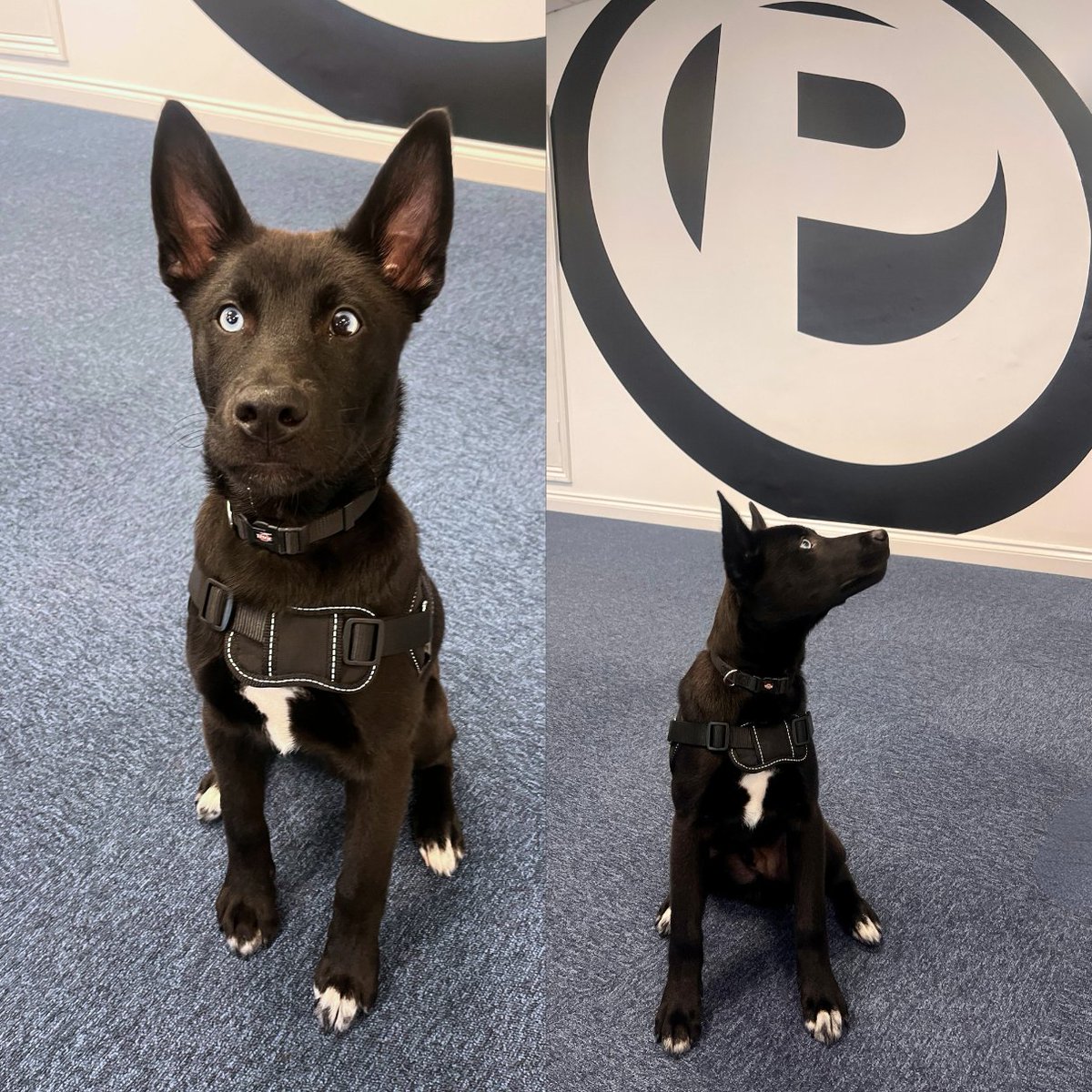 We have been well and truly SPOILED at Purplex HQ recently, and today we met Gunner, account manager Steve's newest addition😭

We love getting to see some of our team's furry friends across @TheAscotGroup - and with those eyes, how could we resist?!😍🐾