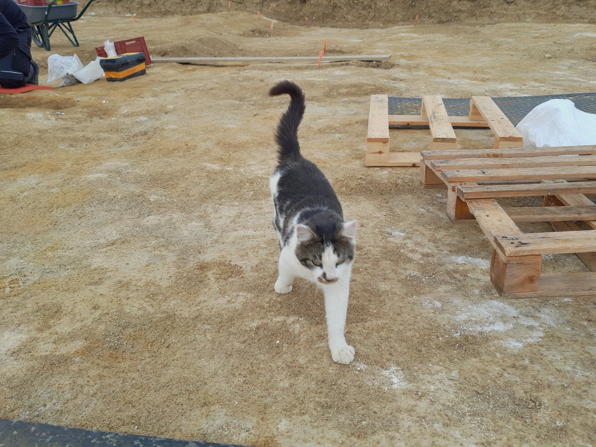 Anami_8294's tweet photo. Un nouvel archéologue sur site ? Felis archaeologus https://t.co/PFYA1ZHKkr