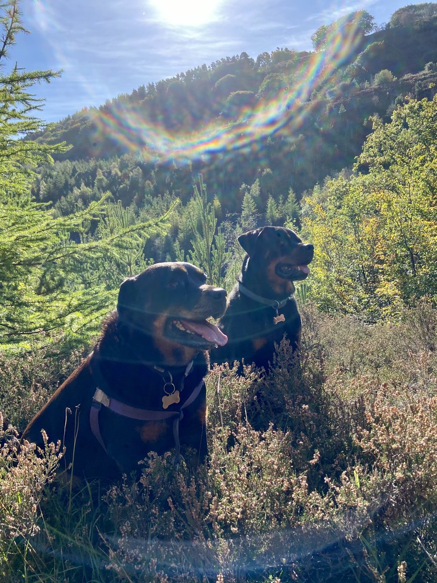 Living the best life !💕🐶🏴󠁧󠁢󠁷󠁬󠁳󠁿🏔💗
#rottie #rottweiler