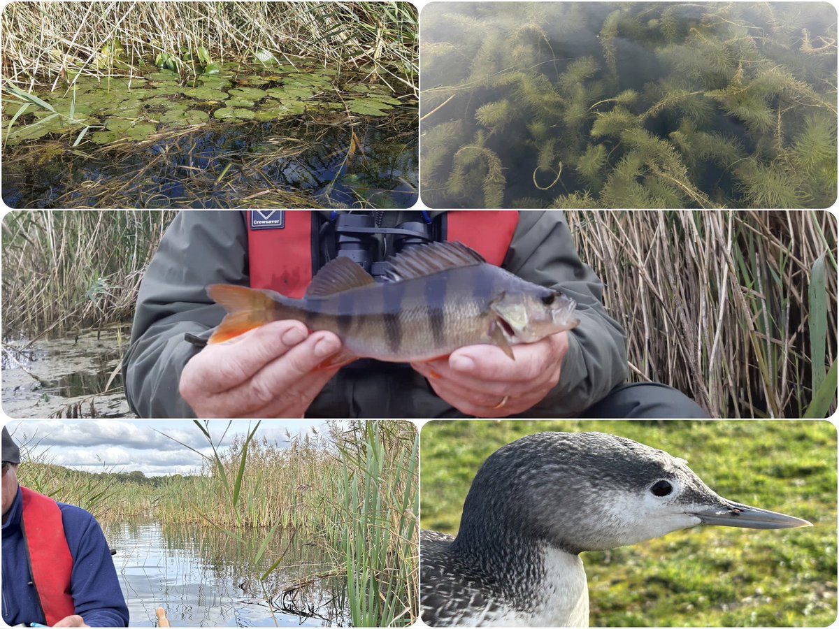 Electrofishing survey at Nosterfield NR reedbed.  A small site but excellent habitat structure: deep ditches & pools, superb aquatic macrophytes. Perch & Rudd biomass of 15.6 kg/ha, above target 10 kg for Bittern breeding sites (& a grounded Red-throated Diver)
@NosterfieldLNR