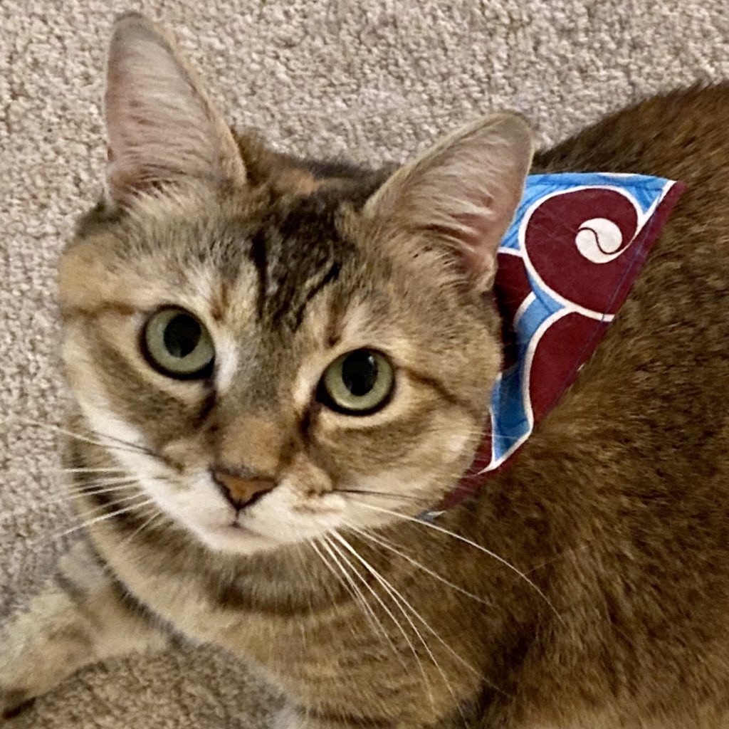 ⚾️🐶MLBpets🐱⚾️ (Puck’s Version) tweet media