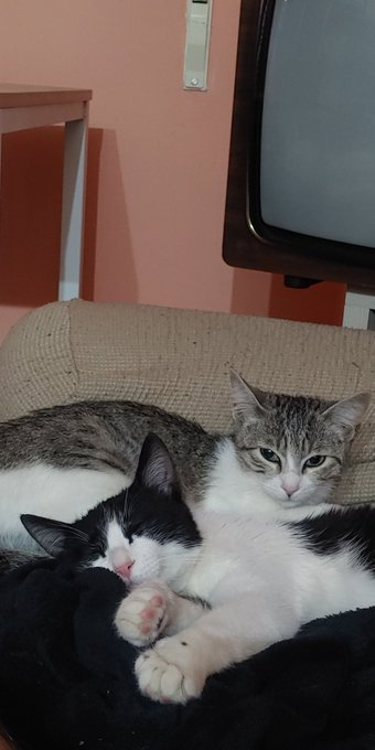 elinformerule_'s tweet photo. Hola buenas, hemos encontrado unos gatos callejeros que alguien habia abandonado porque estaban muy acostumbrados a la gente.   

Comen bien,son sociales y muy juguetones .  

El caso es que no podemos tenerlos pero no podíamos dejarlos en la calle porque nos seguían incluso por la carretera e iban a atropellarlos. 

¿Podéis difundir para tratar de buscarles un hogar?  Muchas gracias de antemano