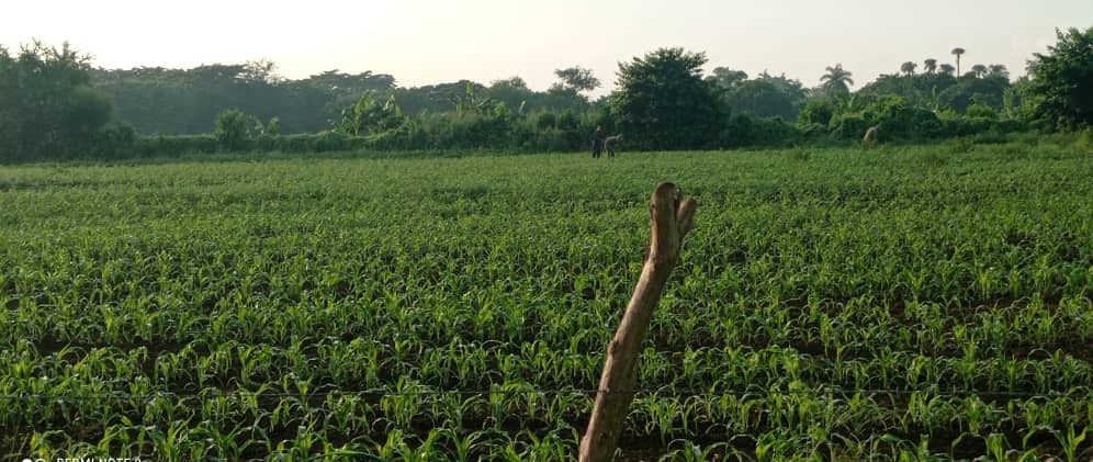 Con las producciones de cultivos varios que ha ido consolidando no solo abastece a su consejo popular, sino también a los municipios holguineros de Calixto García y Urbano Noris.
Lo que aquí se realiza es un ejemplo de Economía Circular y cómo llevarla con éxito a los municipios.
