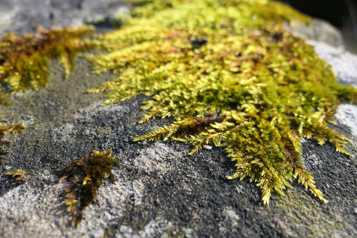 Je bent nooit te oud om te leren, daarom biedt de Universiteit Leiden colleges op universitair niveau aan voor mensen van vijftig jaar en ouder (HOVO-cursus). Vanaf 3 november kun je bij de Leidse Hortus een collegereeks volgen over mossen in kunst, tuin en natuur.