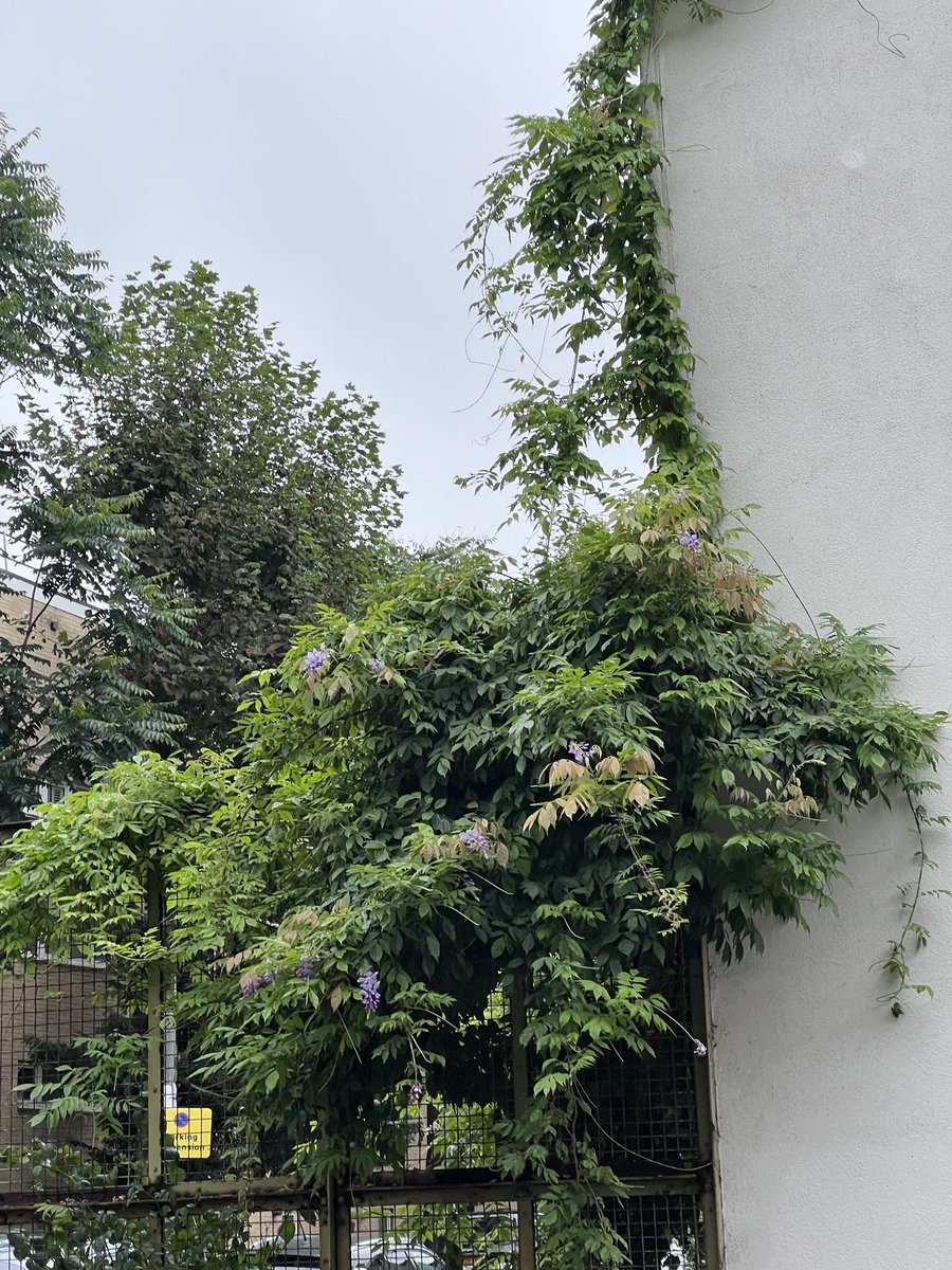 SutchFun's tweet image. Spotted wisteria in bloom in October. This is not normal is it  #NatureNotes