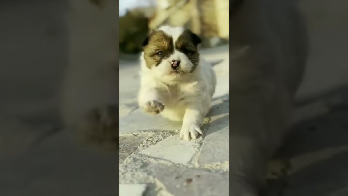 Coin_iroirojpn's tweet photo. New post (Dogs🐕🦮#dog #doglovers #dogsound #dogs #doglover #dogshorts #doge #youtube #viral) has been published on はじめての仮想通貨 最新情報JAPON - https://t.co/CgXhWB0k6X https://t.co/AGbhLexTQq