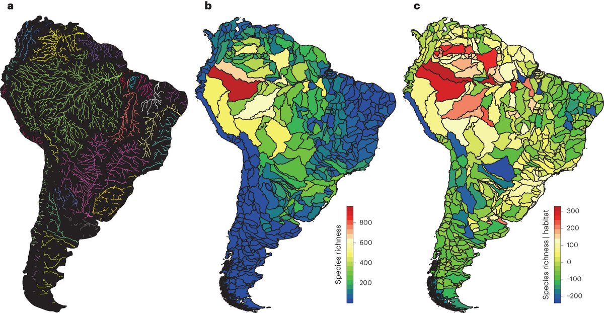 Luca Carraro (@lu_ca_rraro) on Twitter photo 🔴 Fresh out of the press <a href="/NatureEcoEvo/">NatureEcoEvo</a>!
Great work led by @BoschmanLydian
nature.com/articles/s4155…
➡️We combine paleo river networks & gen3sis ecoevo model
➡️We show that Andean 🏔️ building & consequent river captures lead to exceptional 🐟 richness in western Amazonia 🔴 Fresh out of the press <a href="/NatureEcoEvo/">NatureEcoEvo</a>!
Great work led by @BoschmanLydian
nature.com/articles/s4155…
➡️We combine paleo river networks & gen3sis ecoevo model
➡️We show that Andean 🏔️ building & consequent river captures lead to exceptional 🐟 richness in western Amazonia