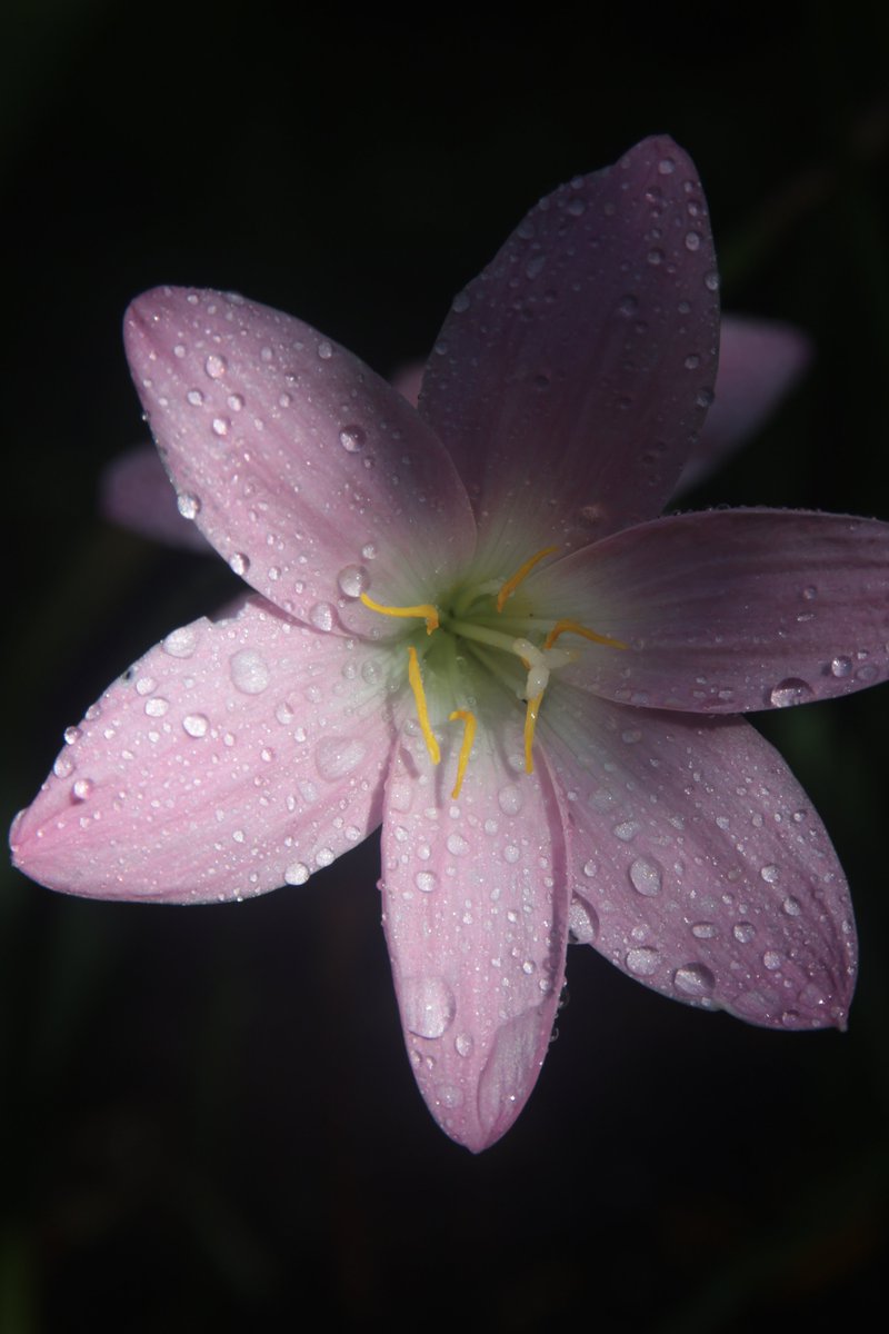 gontanokoneroku's tweet photo. Rain lily 🤫 https://t.co/B9fwyaS2F3