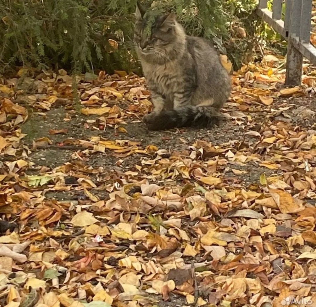 bipolarissss's tweet photo. ❗️Слепой котик срочно ищет дом или передержку❗️

г. МОСКВА

Котику очень тяжело будет выжить, движется зима. Помогите которебёнку 🤧

Обращаться: https://t.co/mdvFVgxHpb https://t.co/83Hml9VpDD