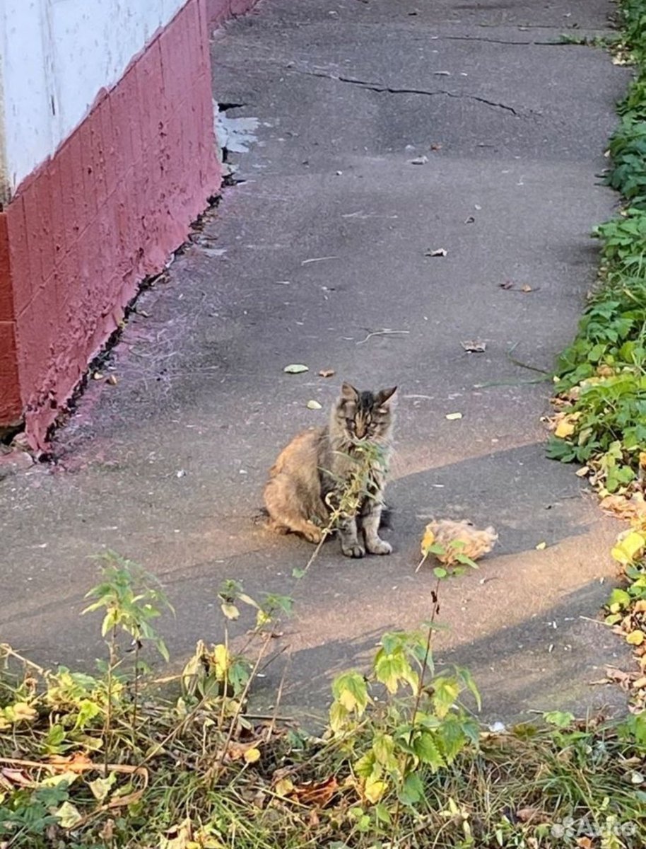 bipolarissss's tweet photo. ❗️Слепой котик срочно ищет дом или передержку❗️

г. МОСКВА

Котику очень тяжело будет выжить, движется зима. Помогите которебёнку 🤧

Обращаться: https://t.co/mdvFVgxHpb https://t.co/83Hml9VpDD