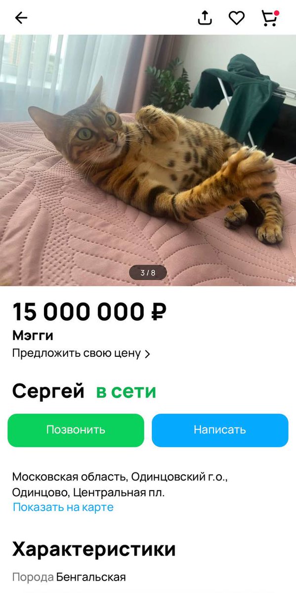 PantinDima's tweet photo. Сегодня вечером Рыжему покажу для профилактики 🐈 https://t.co/wNGkJt76iN