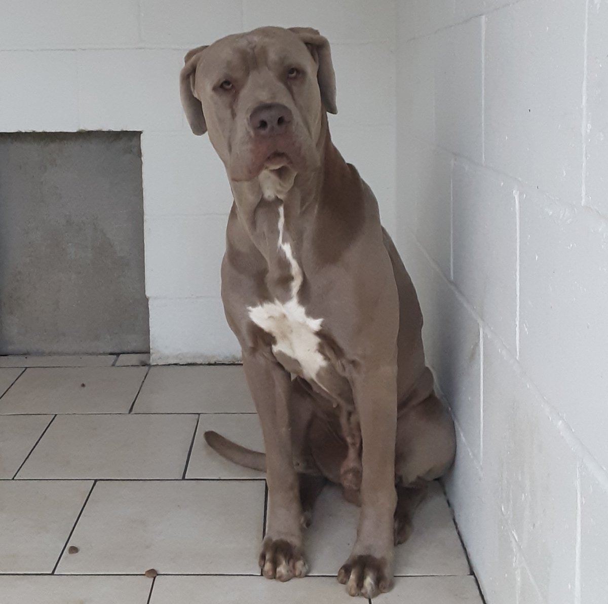 Animal Adoptions UK 🐕‍🦺🐈🐎❤️ tweet media