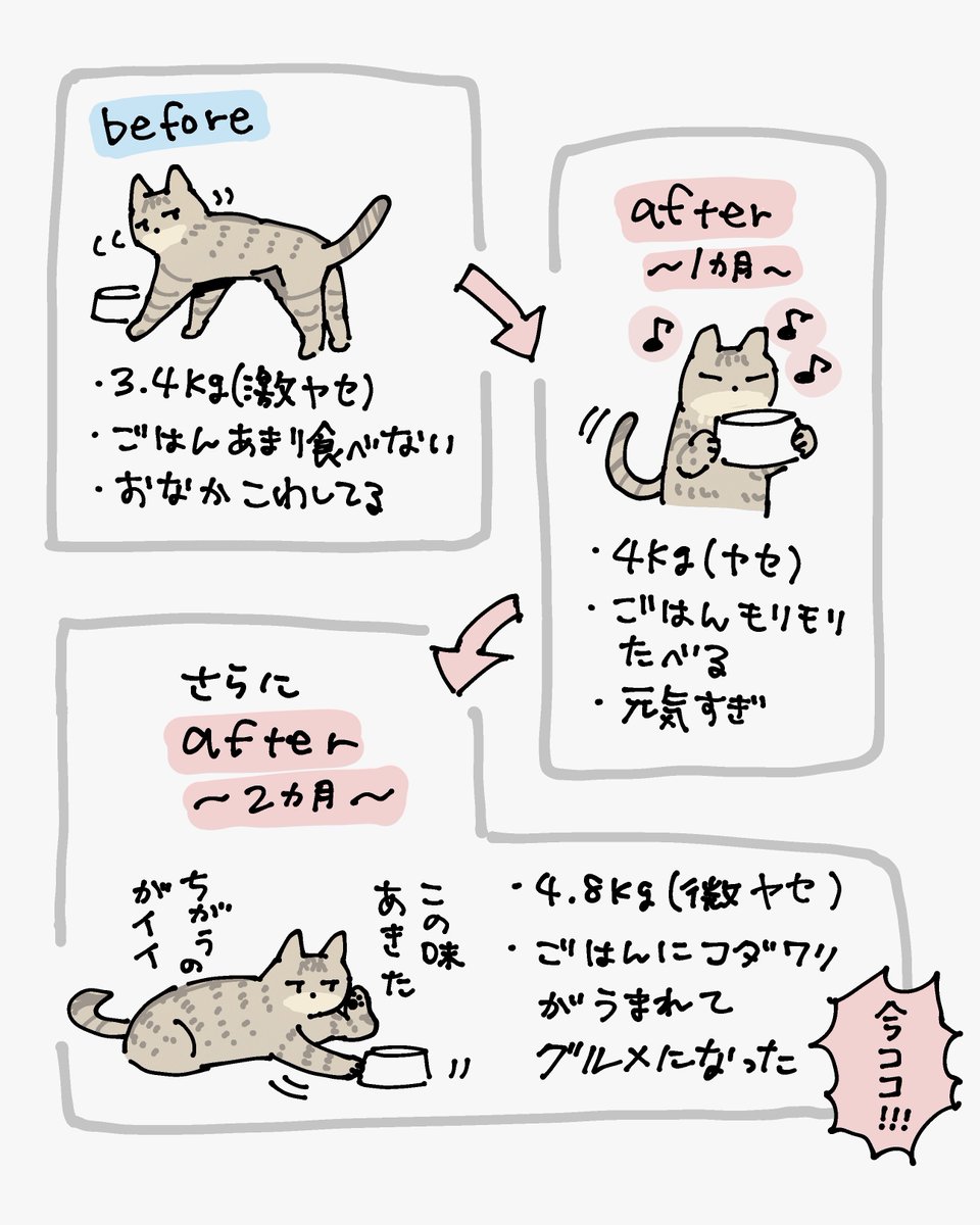 しんばくんの近況です 劇的ビフォーアフターして今や我が家でいちばん味にうるさいグルメキャットになった…