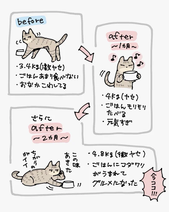 しんばくんの近況です 劇的ビフォーアフターして今や我が家でいちばん味にうるさいグルメキャットになった…