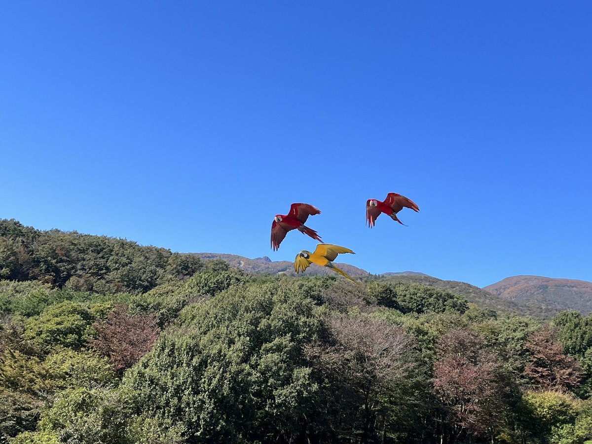 nakprstaff's tweet photo. 空を羽ばたく姿と
餌を食べる時のちんまり感に
ギャップ萌え間違いなし！

#那須どうぶつ王国 
#ベニコンゴウインコ https://t.co/XIci0su66r