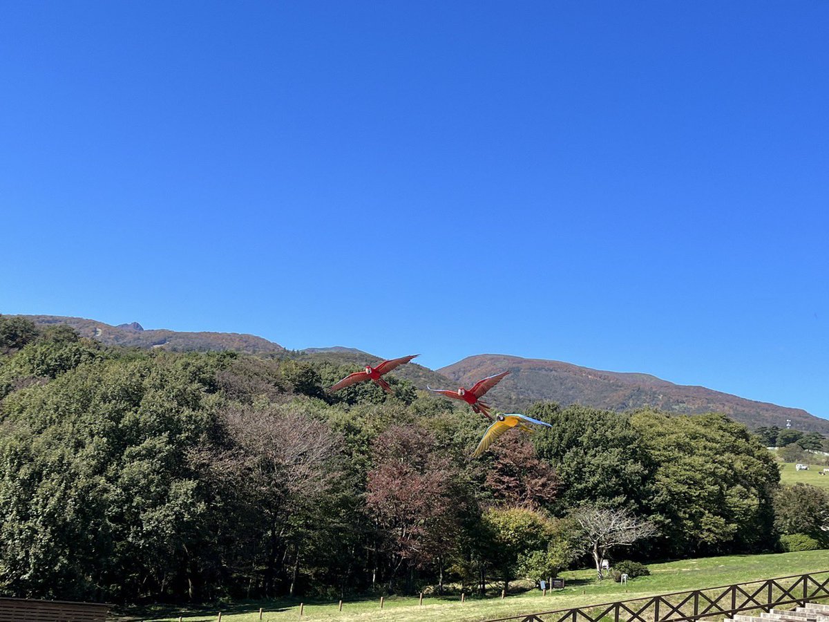 nakprstaff's tweet photo. 空を羽ばたく姿と
餌を食べる時のちんまり感に
ギャップ萌え間違いなし！

#那須どうぶつ王国 
#ベニコンゴウインコ https://t.co/XIci0su66r