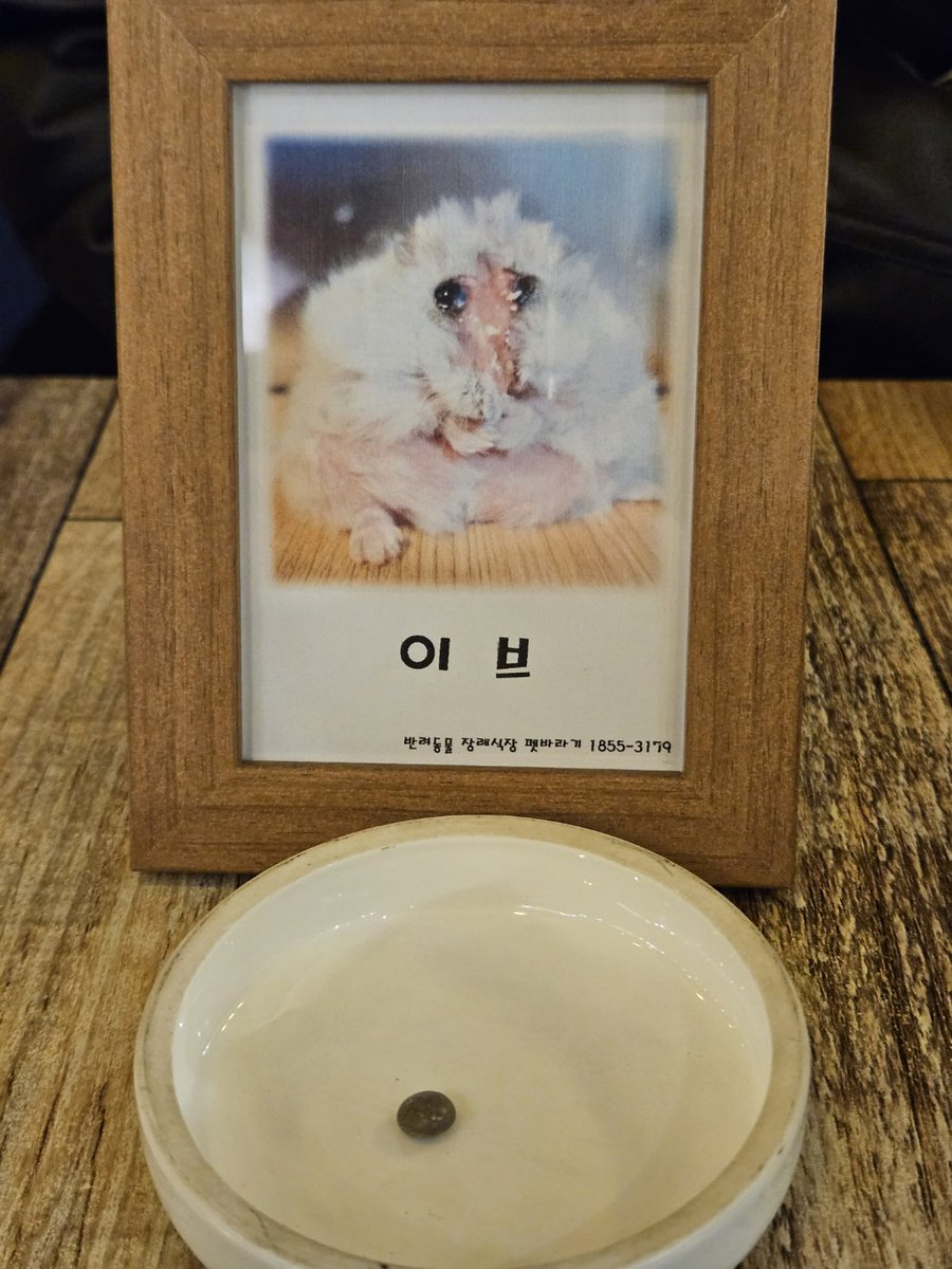 이브 보내주고 왔어요.
친절하게 잘 안내해주셔서 이브 잘 보낼 수 있었던 것같아요.
그동안 내 애기로 있어줘서 정말 고마웠어, 내 영원한 아기쥐. 진짜 안녕!!