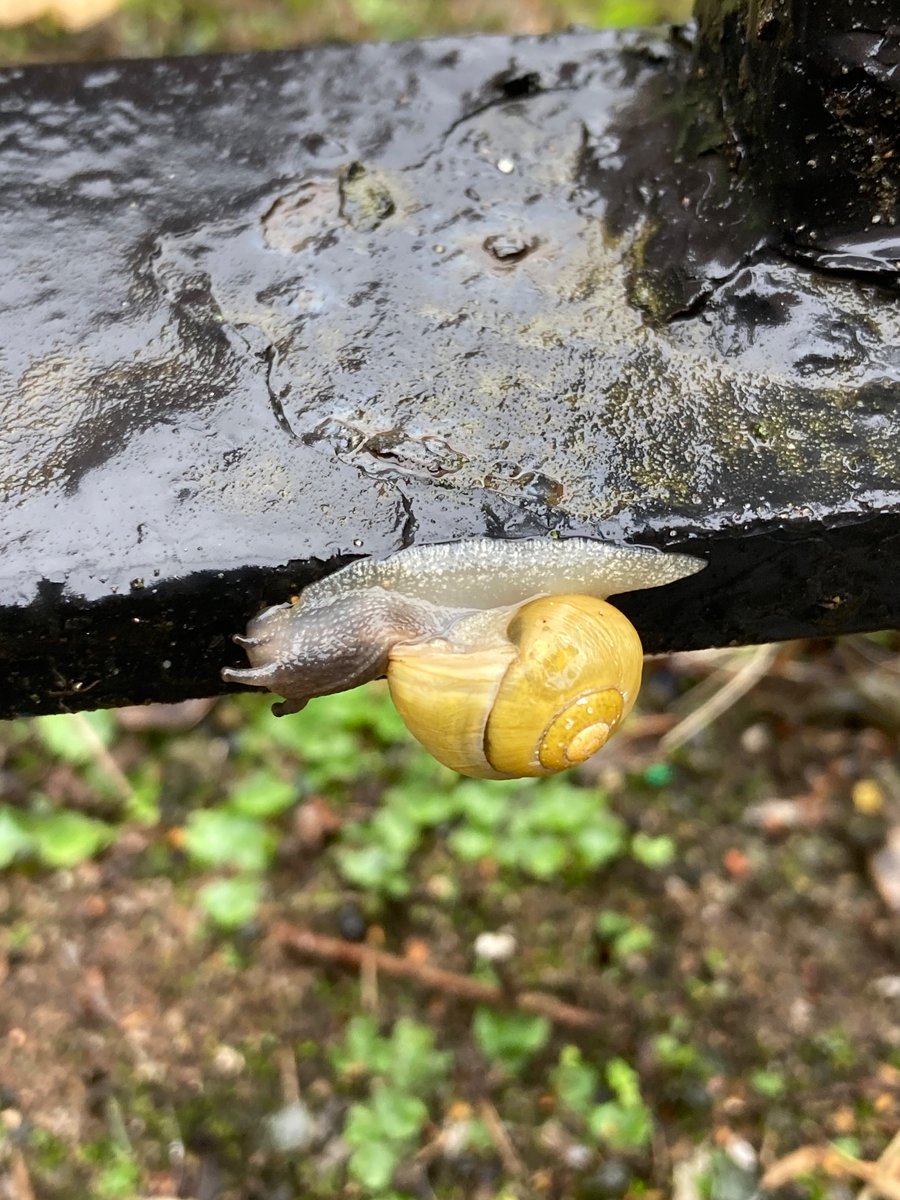 MyGarden_Uk's tweet photo. Snails in the City on Friday.  

@des_farrand
 
#Snails #SnailsInTheCity #Birmingham #Nature #EssentialInsects https://t.co/3TuYD2sAY0
