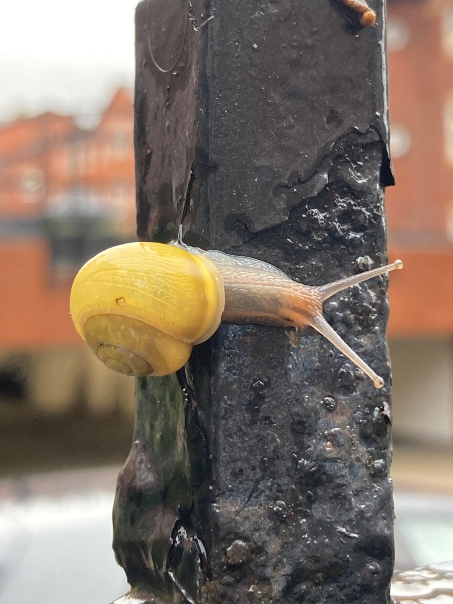 MyGarden_Uk's tweet photo. Snails in the City on Friday.  

@des_farrand
 
#Snails #SnailsInTheCity #Birmingham #Nature #EssentialInsects https://t.co/3TuYD2sAY0