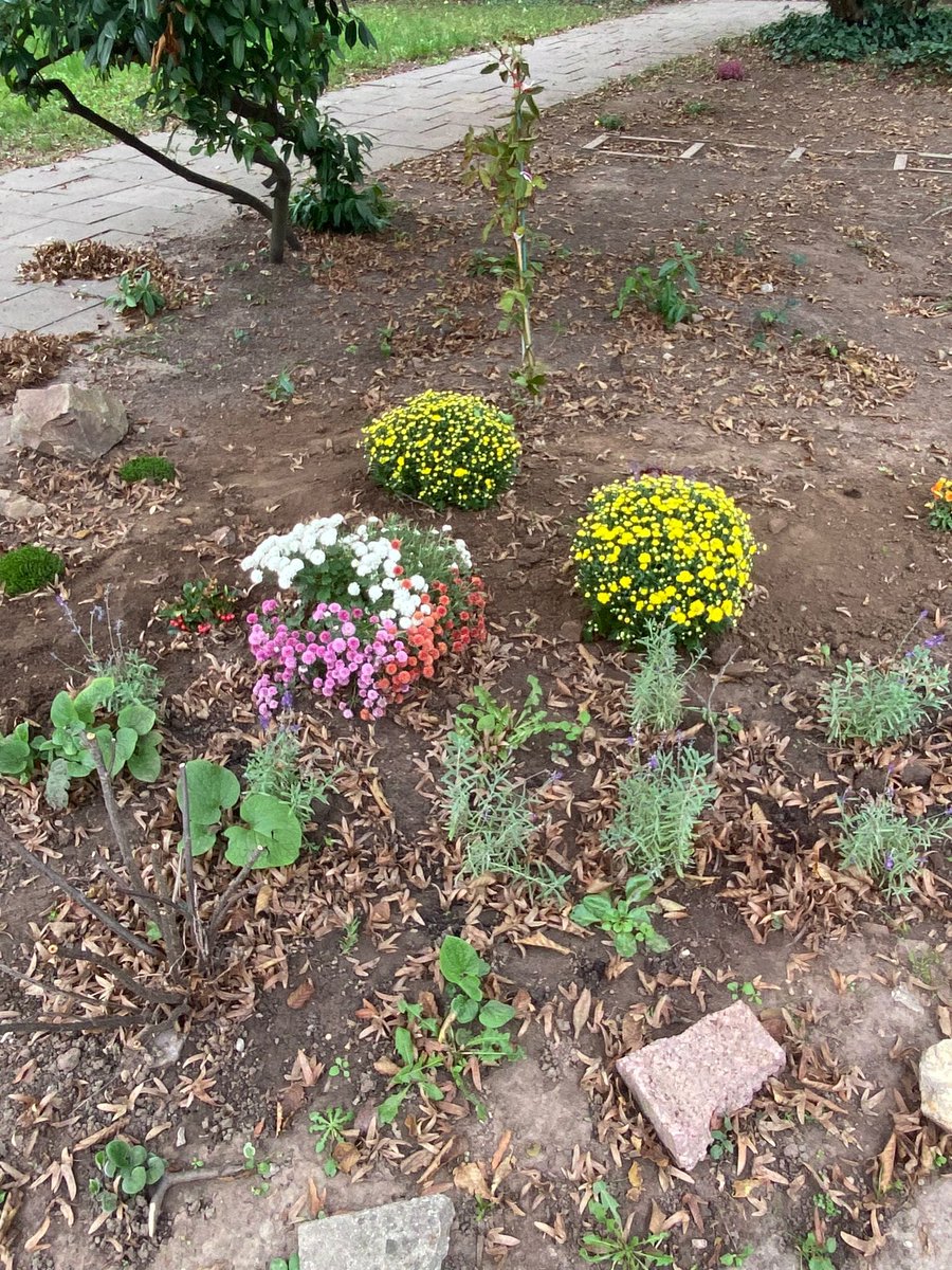 IBatHPC's tweet image. Last week, our #gardening club worked really hard in our school garden. A lot of work was done before the rain started. Thanks for your great effort!

#IBatHPC #BelongEngageGrow #IB #InternationalSchool #Heidelberg #education #internationalbaccalaureate #CAS #ServiceAsAction